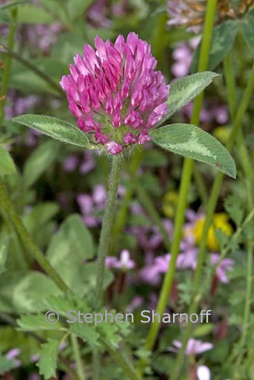 trifolium pratens graphic